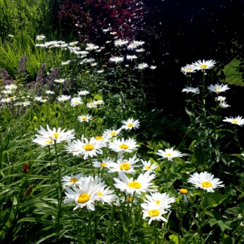daisies_pictures