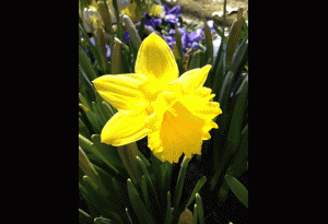 daffodil bloom
