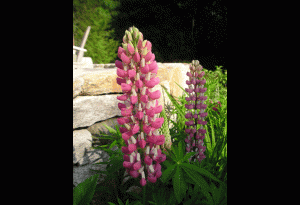 Lupin in summer