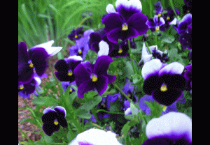 violet pictures