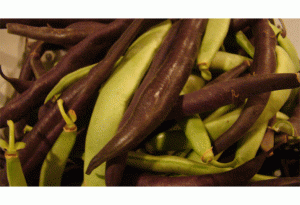 beans images
