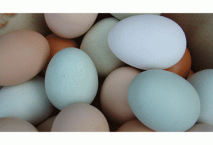 eggs images