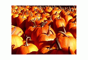 pumpkin patch images