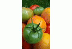 vegetable garden images