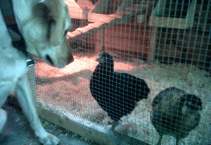 chickens and dog picture