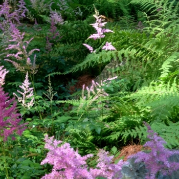 astilbe_picture
