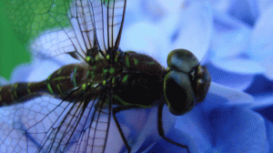 dragonfly picture