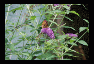 Butterfly and Butterfly Bush