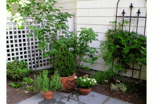 patio plants