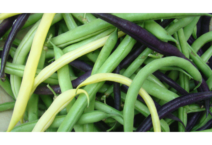 vegetable garden images