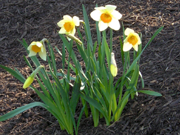 daffodils images