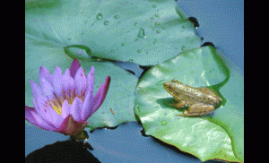frog and lillypad