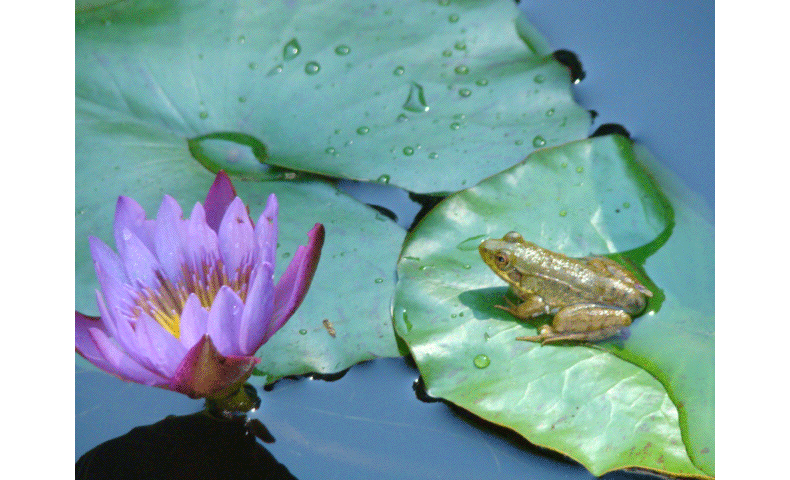 frog and lillypad