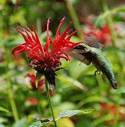 Hummingbird and Red Bea Balm picutre