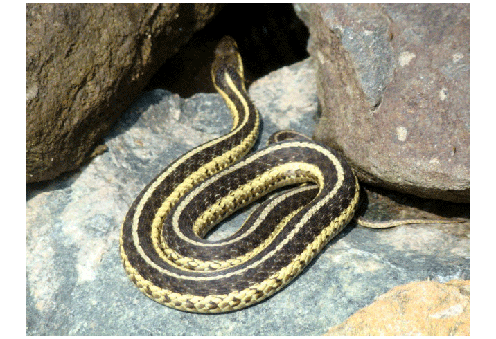 snake on rock picture