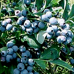 blueberry_bush
